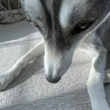 Sam