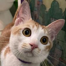 Bánh Cá