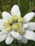 Edelweiss Flower