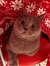 Cats Li...