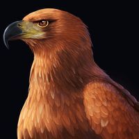 محمود سعد الألفى