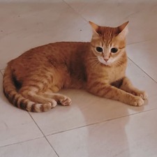 Umasha