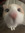 ratatoolie