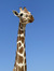 Emuly
