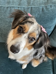 Mootsie