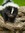 Skunke