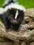 Skunke