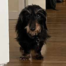 Simon