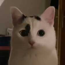 Dearest, Christine Joyce