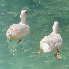 Damenis (⁠｡⁠･⁠ω⁠･⁠｡⁠)⁠ﾉ⁠♡