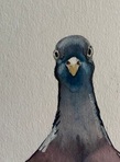 Ju