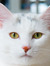 Kieu