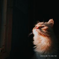 ريهام عبد البديع