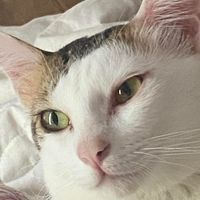Anh