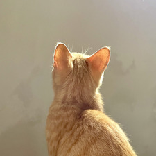 Asa