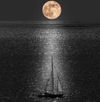 حسام أبو همام