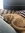 Mats Loves cats | 1 comments