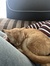 Mats Loves cats