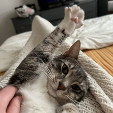 DM