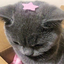 ૮ ’• ˕ •` ა