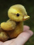 Li'l Duck
