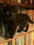 gi