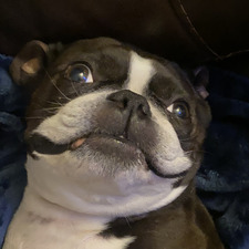 bailey