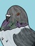 Pigeon