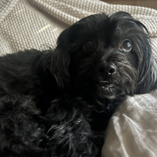 Gabriela De Oliveira