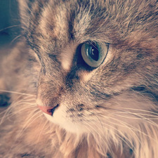 Alberto