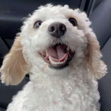Piumi