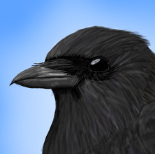 Crow