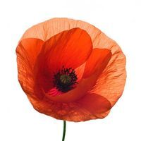 Ирина Соколова