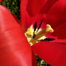 cami bee