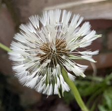 Rhiannon Rickets -Dellar