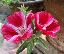 Heidi M (Have You Seen My Coffee)