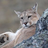 Bảo Phạm Nguyễn Ngọc