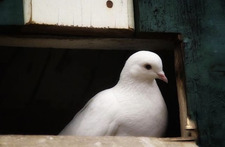 Manar Alsalti منار الصلتية