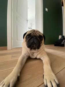 Радо Игнатов