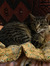 Myfanwy