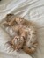 undercoverspacecat