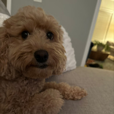 Lori