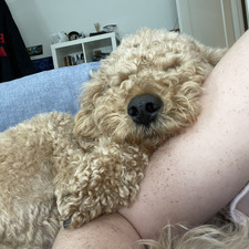 Allie