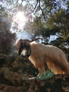 Maarten Vanderhaeghe