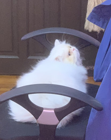 Papavadee Apiwantanagul