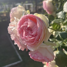 Aurelia