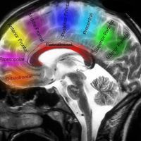 أ.د.أحمد يحى