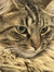 Amy C