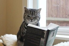 TheLovelyReader
