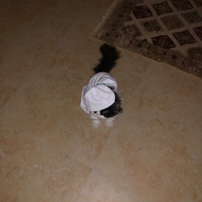 Shaima